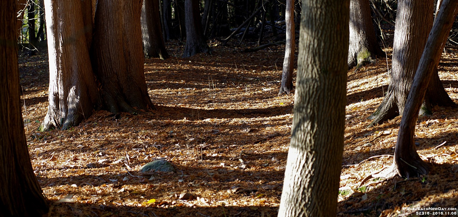 52316CrLeReUsm - An autumn walk in Greenwood Conservation Area